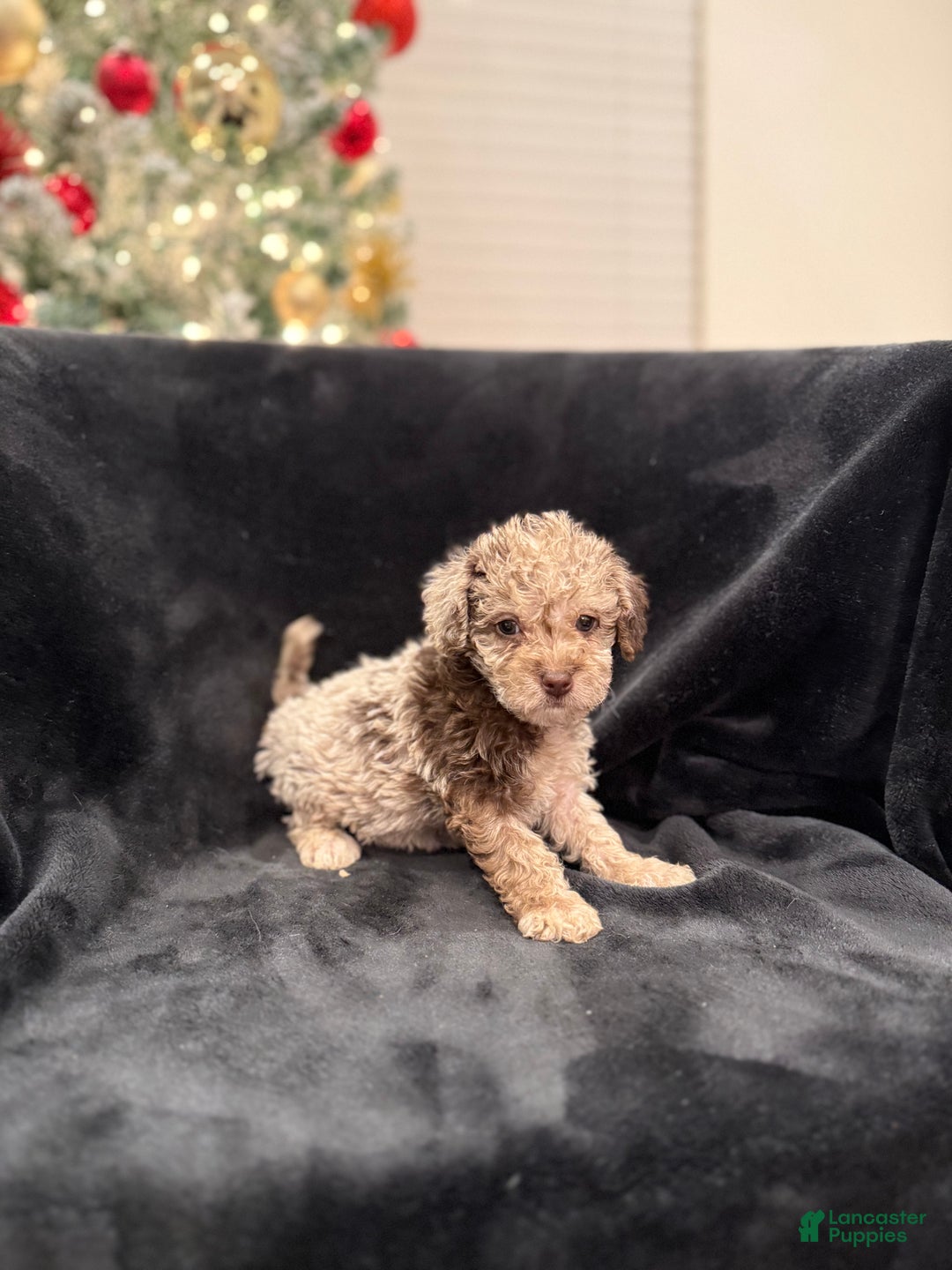 Schnoodle dogs for sale: Anita TOY  - Ad 2