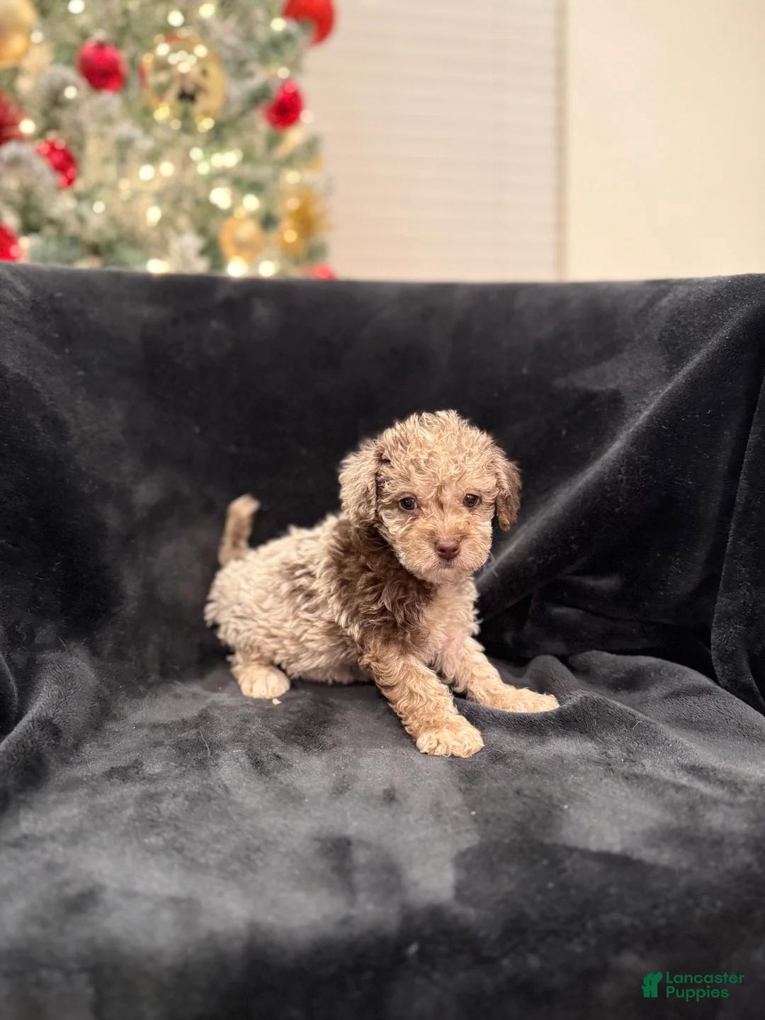 Schnoodle dogs for sale: Anita TOY  - Ad 2