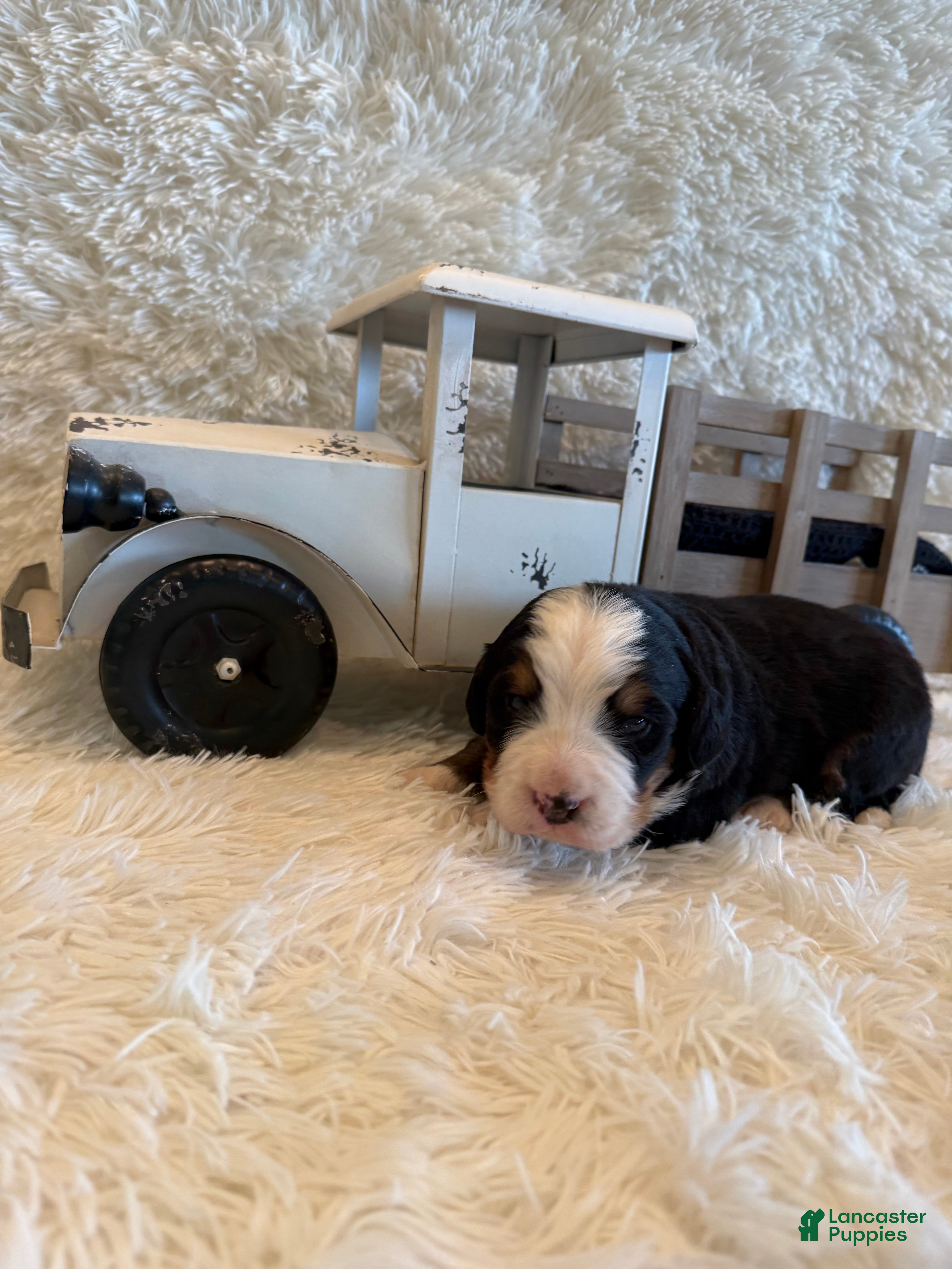 Bernese Mountain Dog dogs John - Ad 20