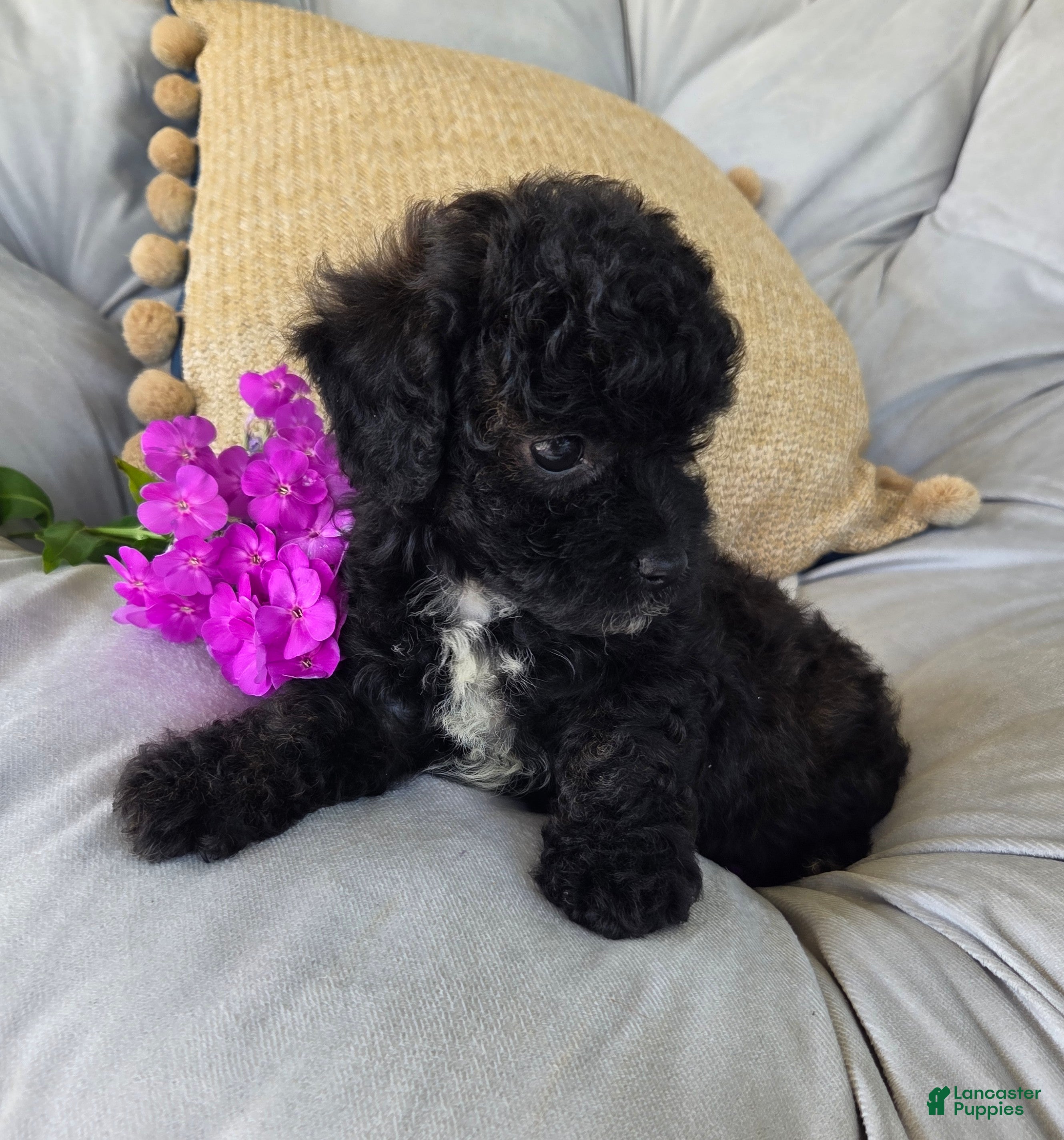 Shihpoo dogs Lucy - Ad 2