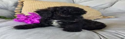Shihpoo dogs for sale: Lucy - Ad 2