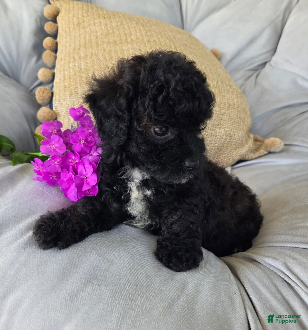 Shihpoo dogs for sale: Lucy - Ad 2