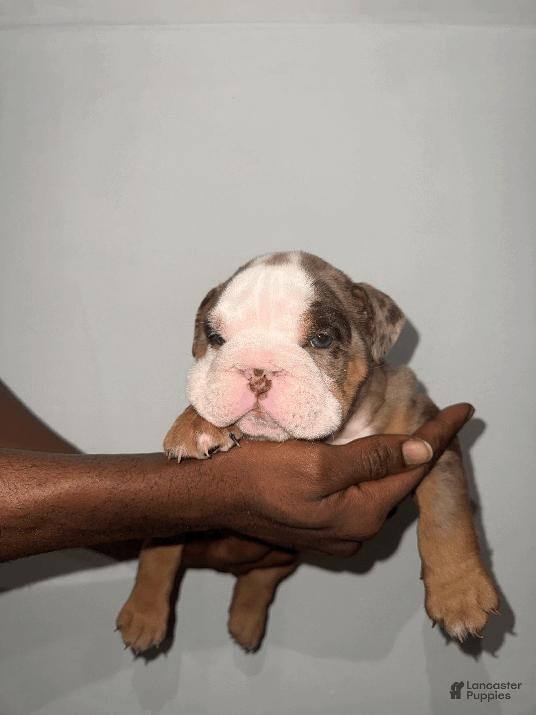 English Bulldog dogs for sale: English Bulldog Puppy 1 - Ad 2