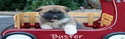 Akita dogs for sale: Buster - Ad 2