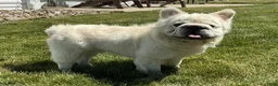 French Bulldog dogs for sale: Snow King Big Rope Fluffy - Ad 5