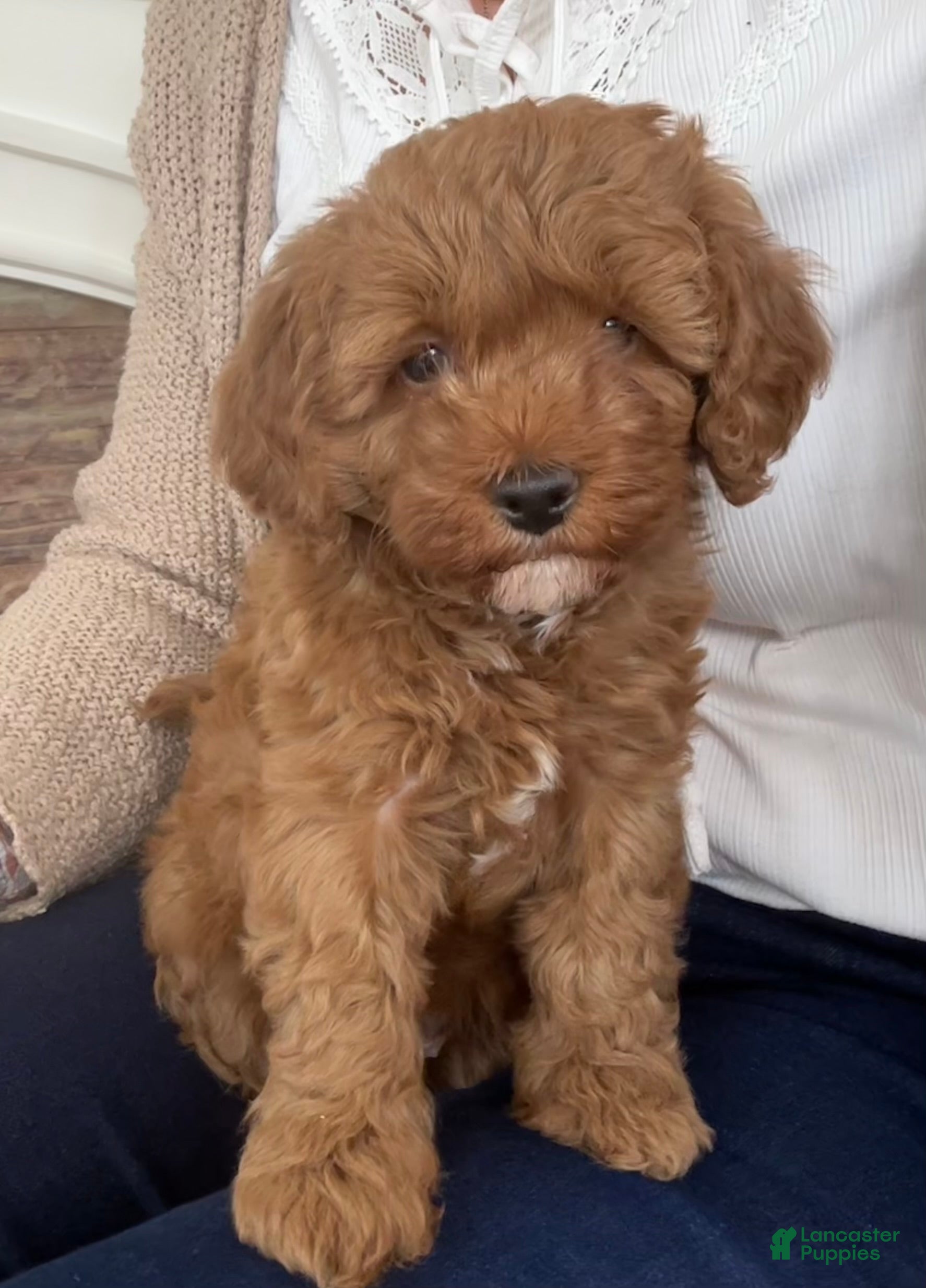 Mini Bernedoodle dogs Ivy - Ad 2