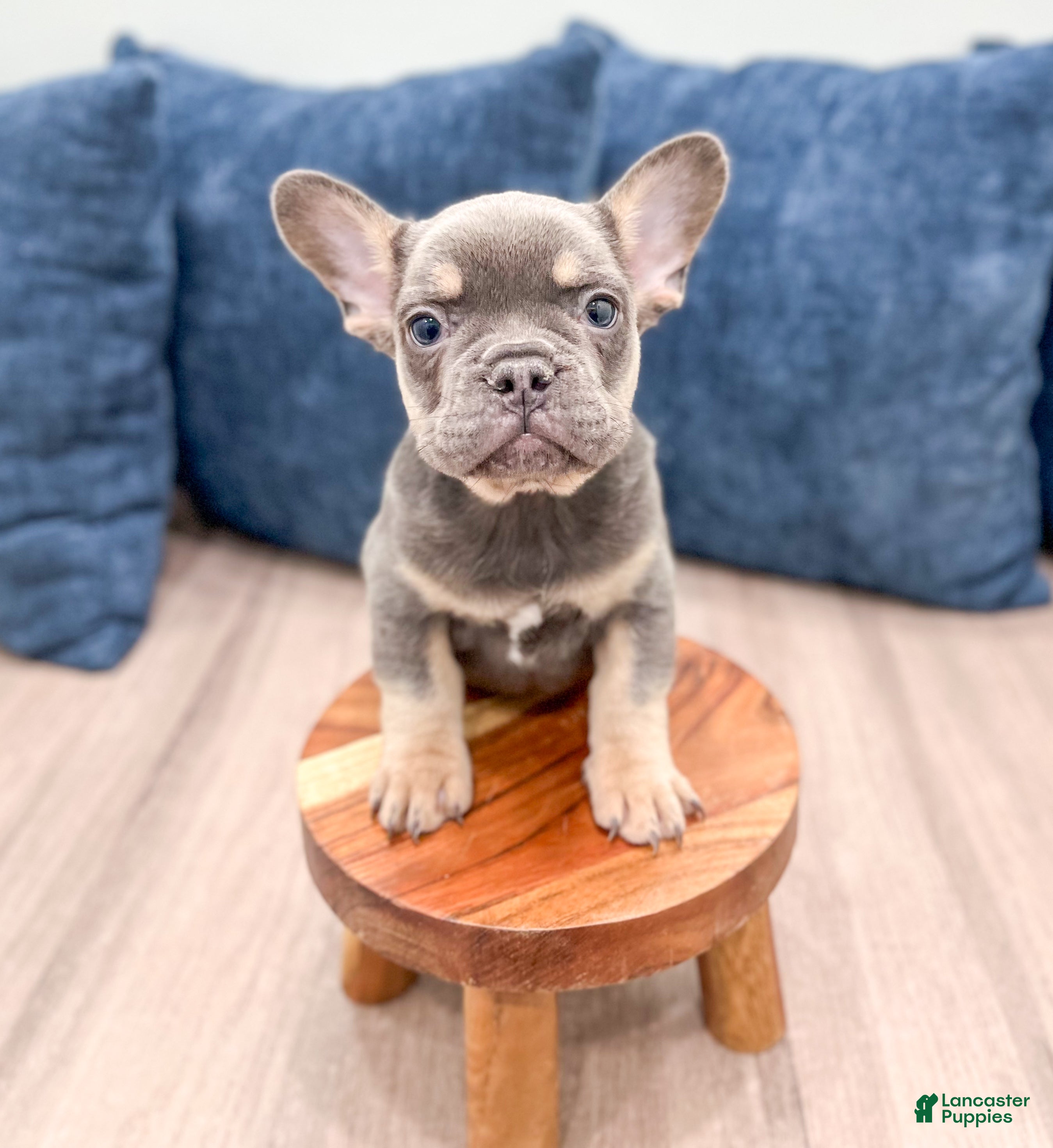 French Bulldog dogs Marco - Ad 31