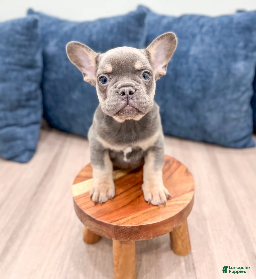 French Bulldog dogs for sale: Marco - Ad 1