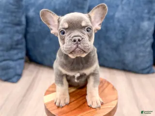 French Bulldog dogs Marco - Ad 31