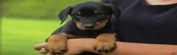 Doberman Pinscher dogs for sale:  Diesel (Black Rust)🐶🤎✨ - Ad 20