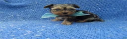 Yorkshire Terrier dogs for sale: Colby - Ad 1