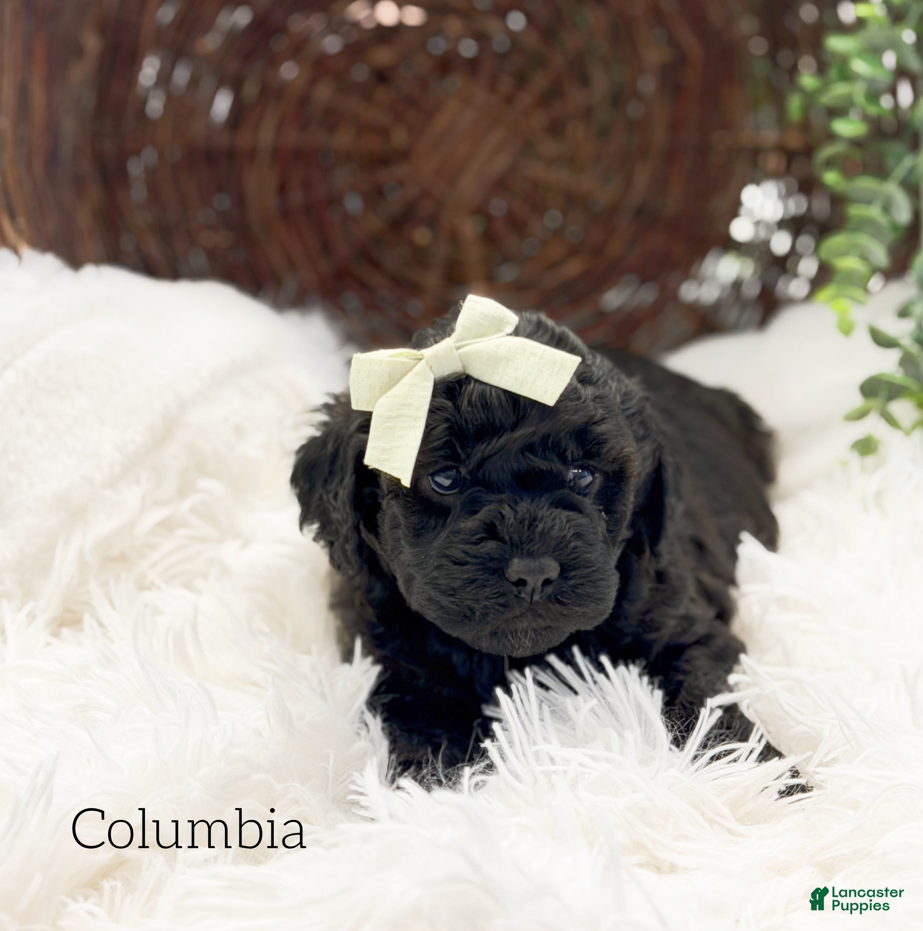 Mini Goldendoodle dogs Columbia - Ad 2