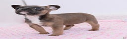 Mixed Breed dogs for sale: Frenchton puppy - Ad 5