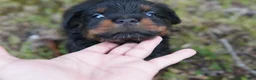 Rottweiler dogs for sale: Rottweiler 1 - Ad 5