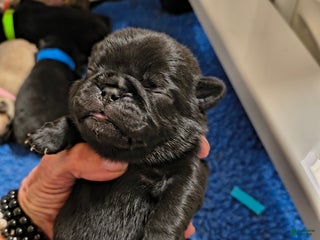 Pug dogs Pug Puppy 2 - Ad 36