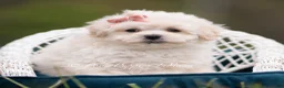 Maltipoo dogs for sale: Trixie - Ad 5