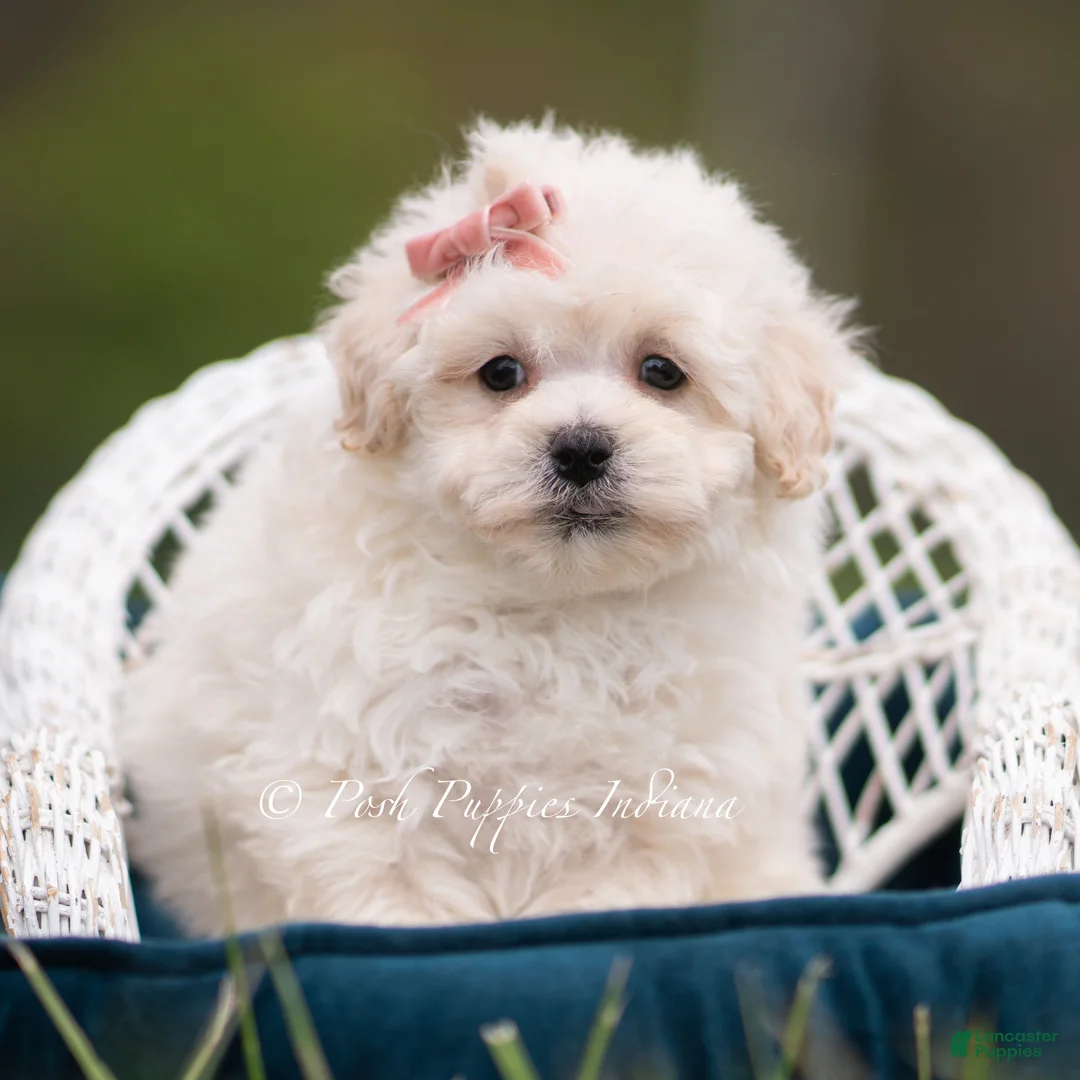 Maltipoo dogs for sale: Trixie - Ad 5
