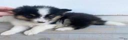 Shetland Sheepdog dogs for sale: Neesha - Ad 2