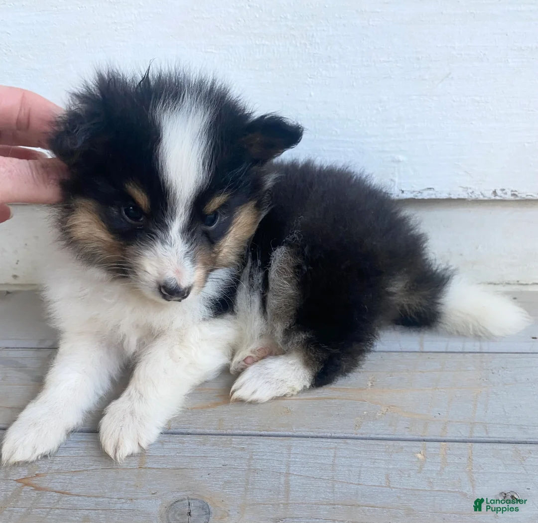 Shetland Sheepdog dogs for sale: Neesha - Ad 2