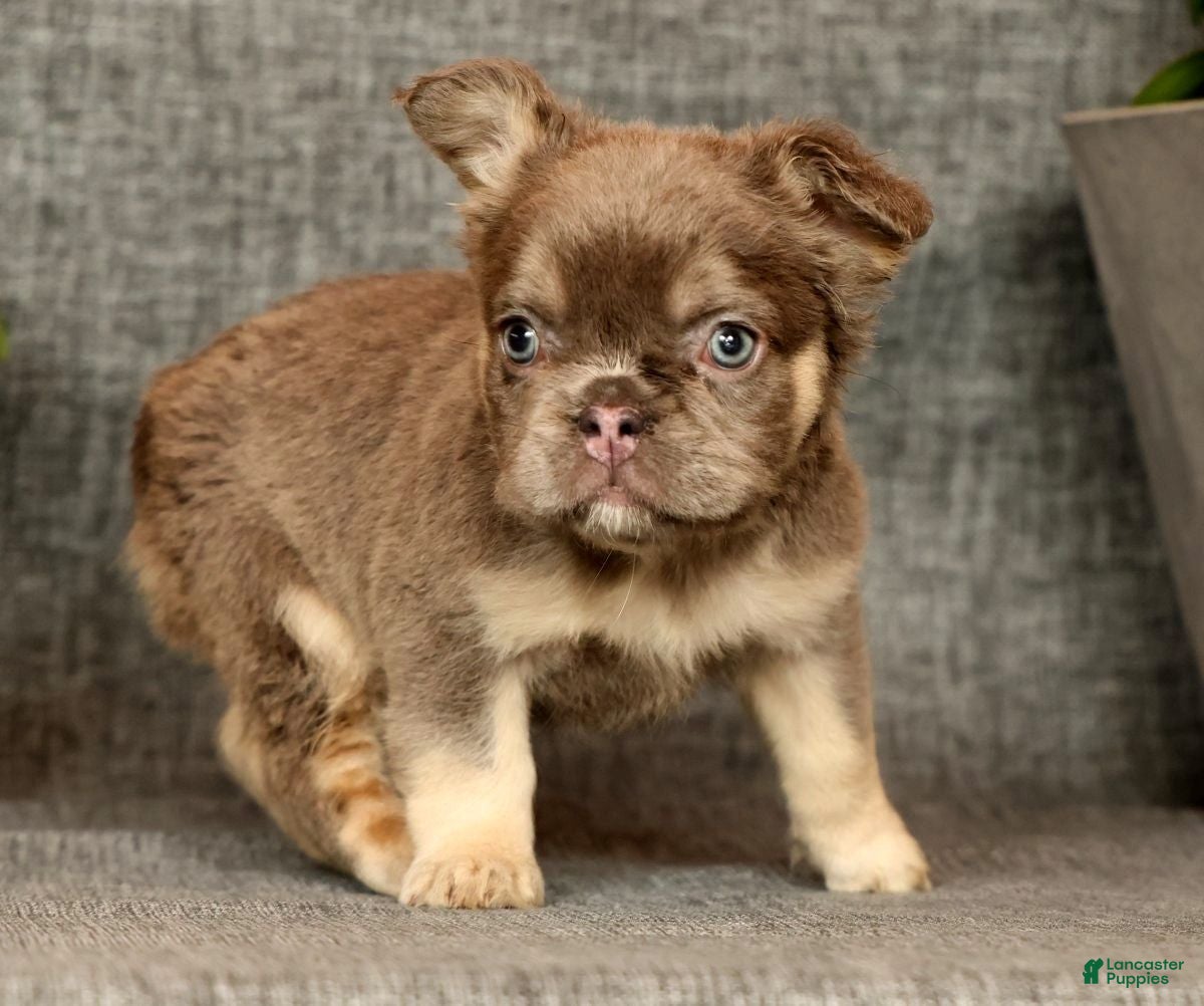 French Bulldog dogs for sale: Dana - Ad 6