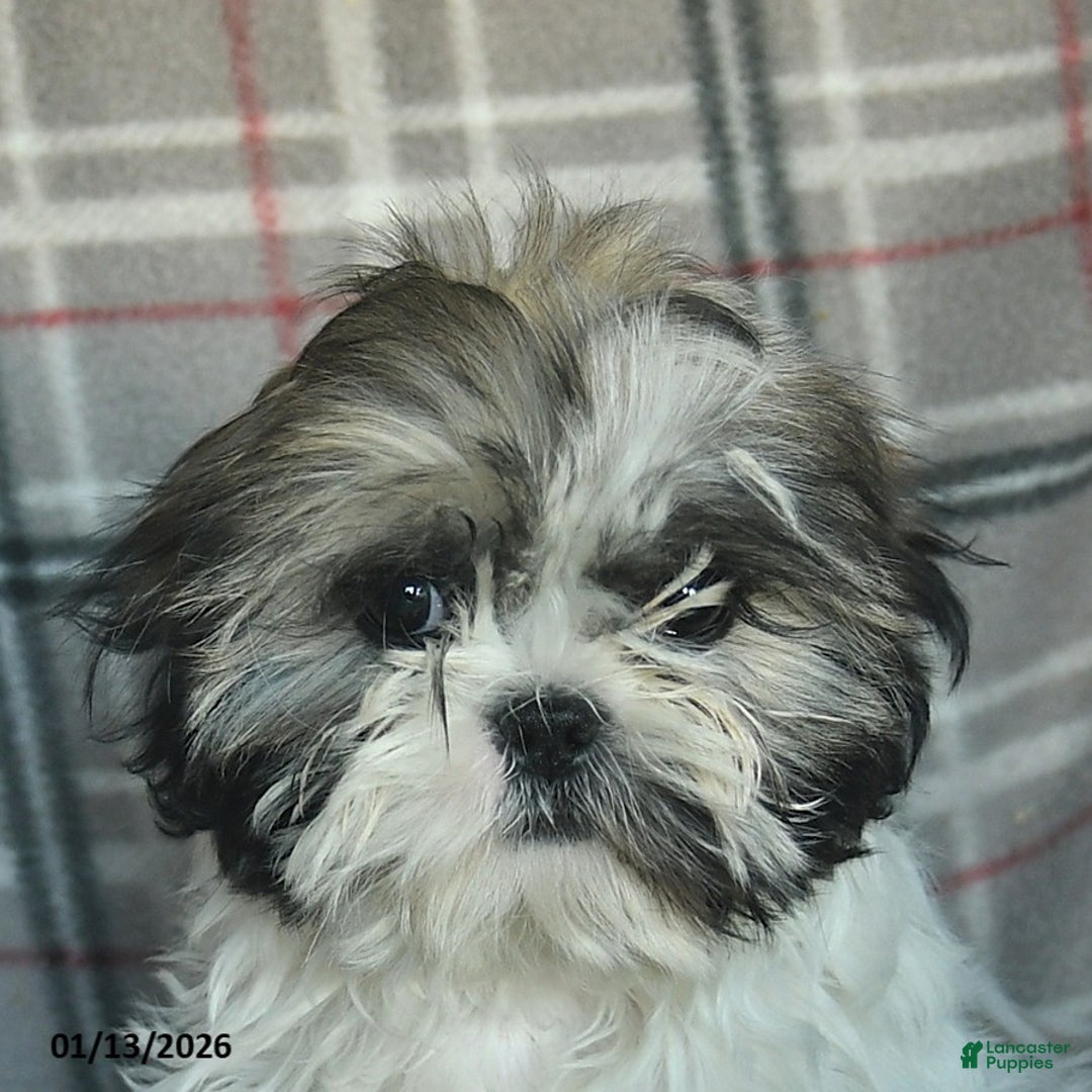 Shihpoo dogs for sale: Midge  - Ad 5