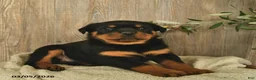 Rottweiler dogs for sale: Ladybug - Ad 3