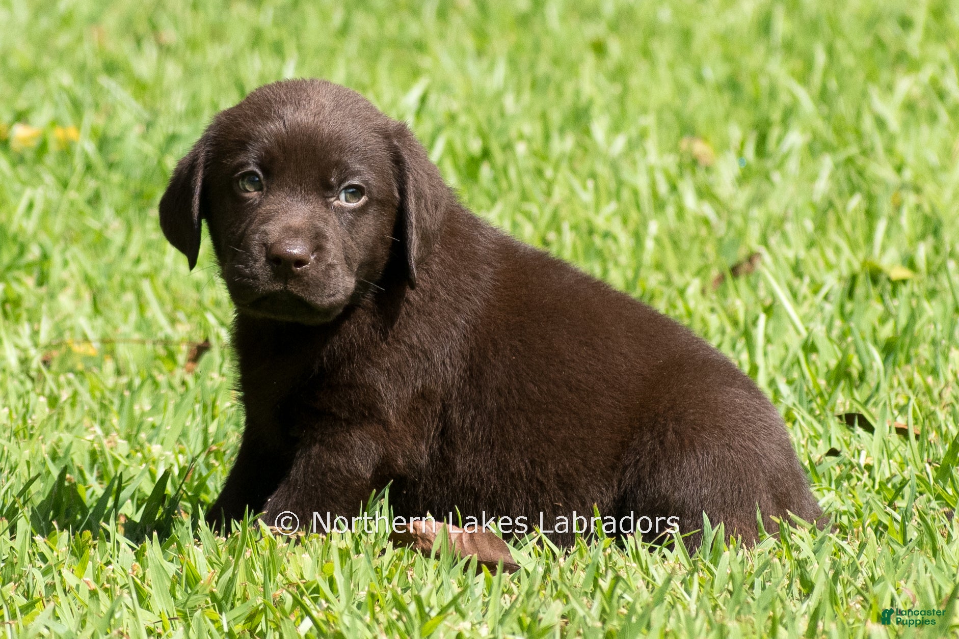 Labrador Retriever dogs for sale: Ezra - Ad 3