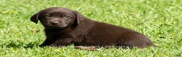 Labrador Retriever dogs for sale: Ezra - Ad 1