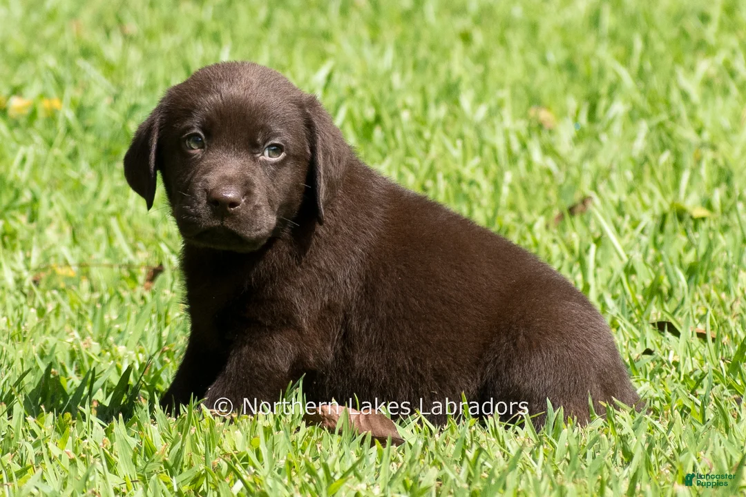 Labrador Retriever dogs for sale: Ezra - Ad 1