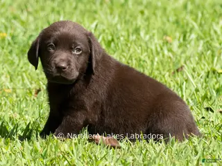 Labrador Retriever dogs Ezra - Ad 15