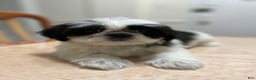 Shih Tzu dogs for sale: Jill - Ad 2