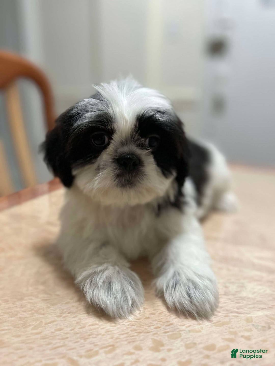 Shih Tzu dogs for sale: Jill - Ad 2