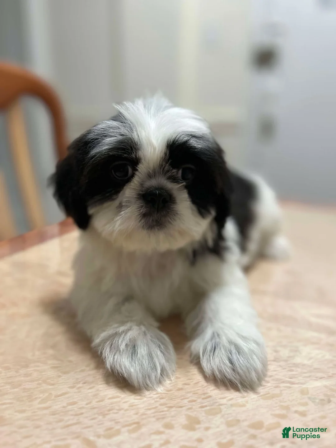 Shih Tzu dogs for sale: Jill - Ad 2