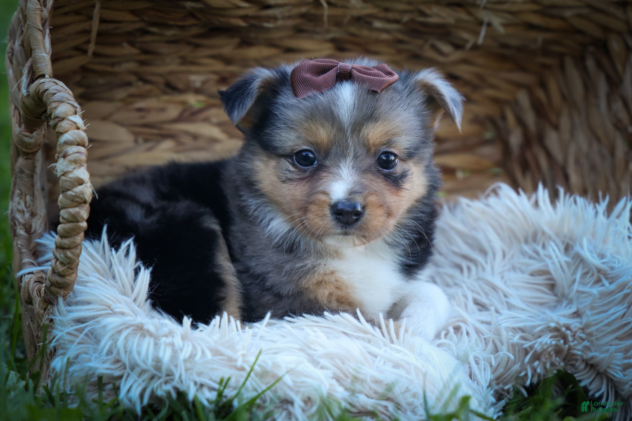 Mini Aussiedoodle dogs for sale: Garret💙 - Ad 1