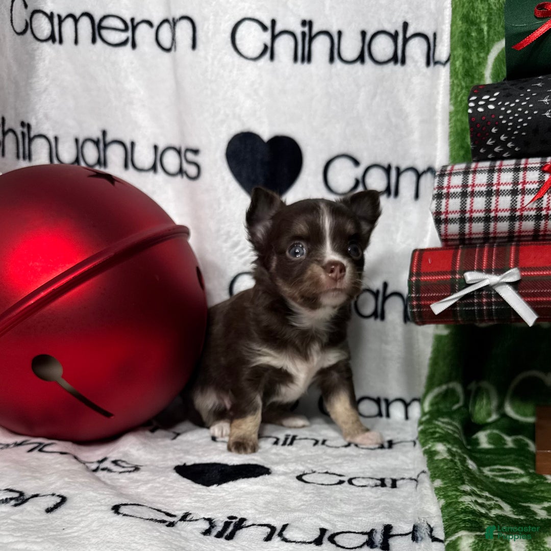 Chihuahua dogs for sale: Addison Chocolate Tri LC - Ad 1