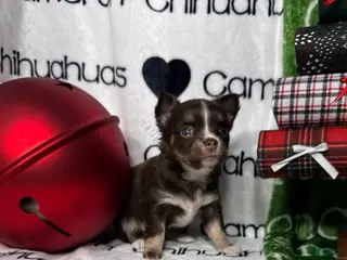 Chihuahua dogs Addison Chocolate Tri LC - Ad 3