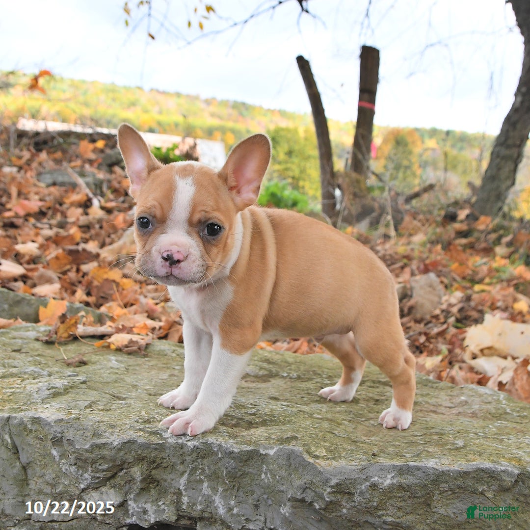 Frenchton dogs for sale: Cashew - Ad 4