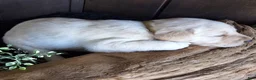 Labrador Retriever dogs for sale: Bo Retriever 4 - Ad 4