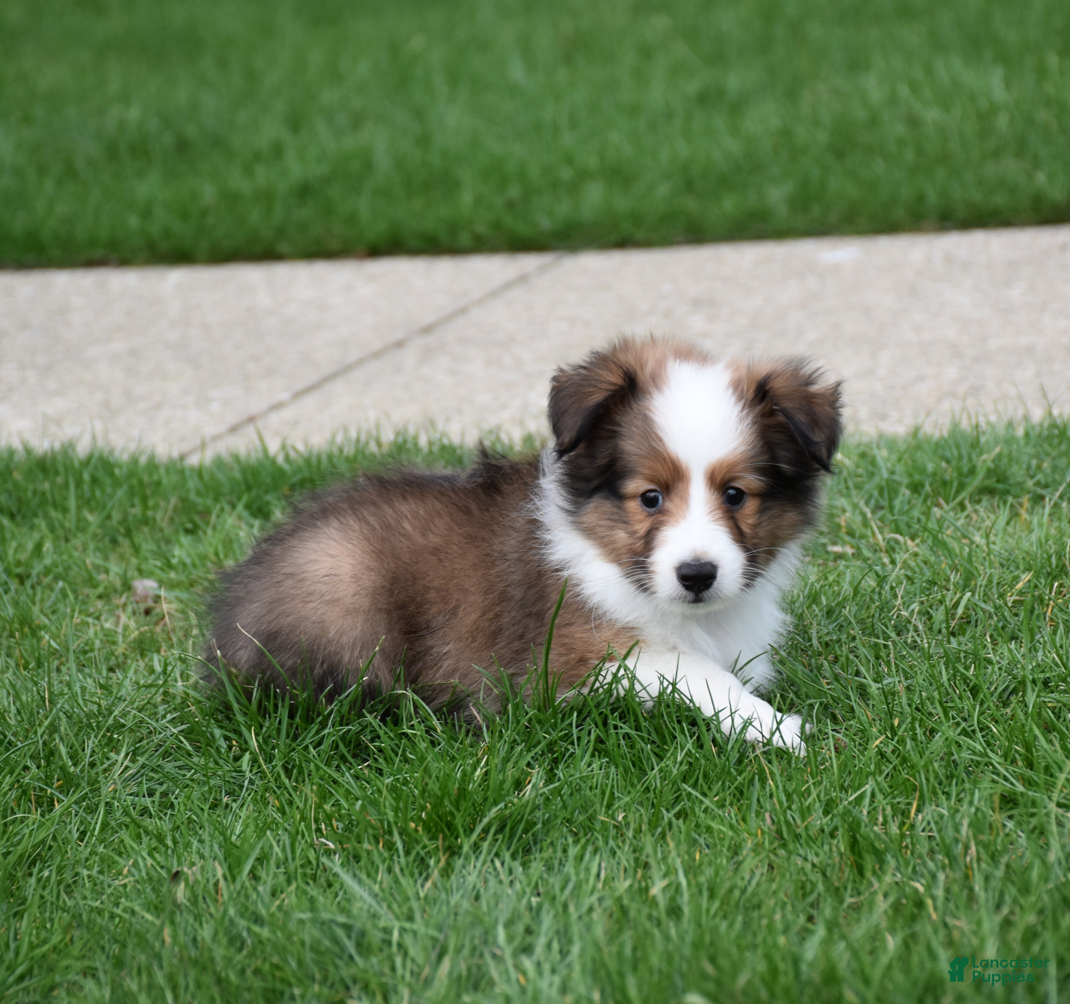 Shetland Sheepdog dogs Beau - Ad 2
