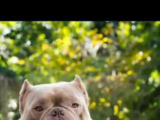 Miniature Bull Terrier dogs Miniature Bull Terrier Puppy 1 - Ad 2