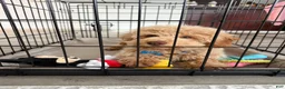Toy Poodle dogs for sale: Charlie  - Ad 4