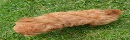Mini Goldendoodle dogs for sale: Mini Gabby - Ad 23