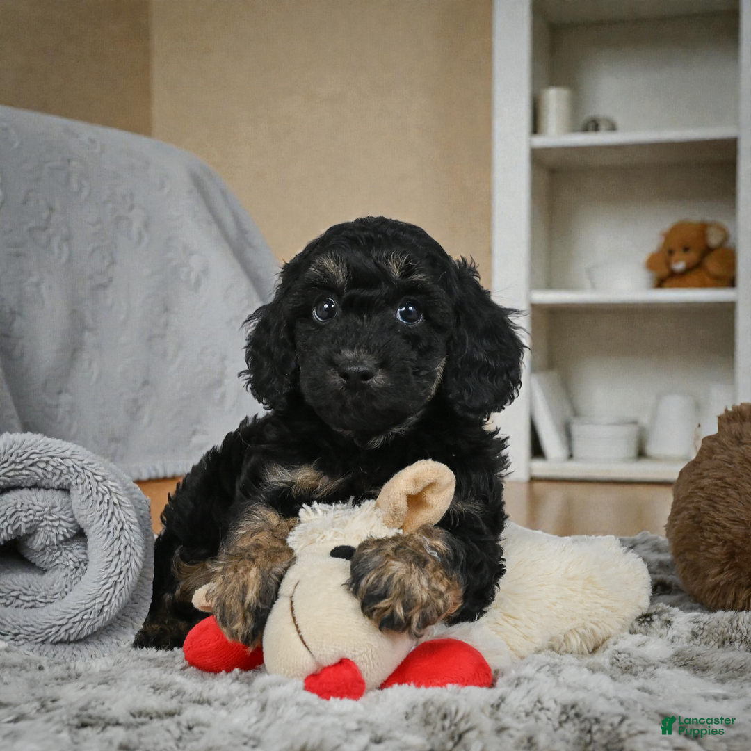 Cockapoo dogs for sale: Duke - Ad 5
