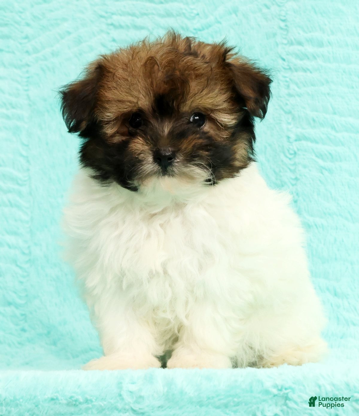 Pomapoo dogs Gibson - Ad 2