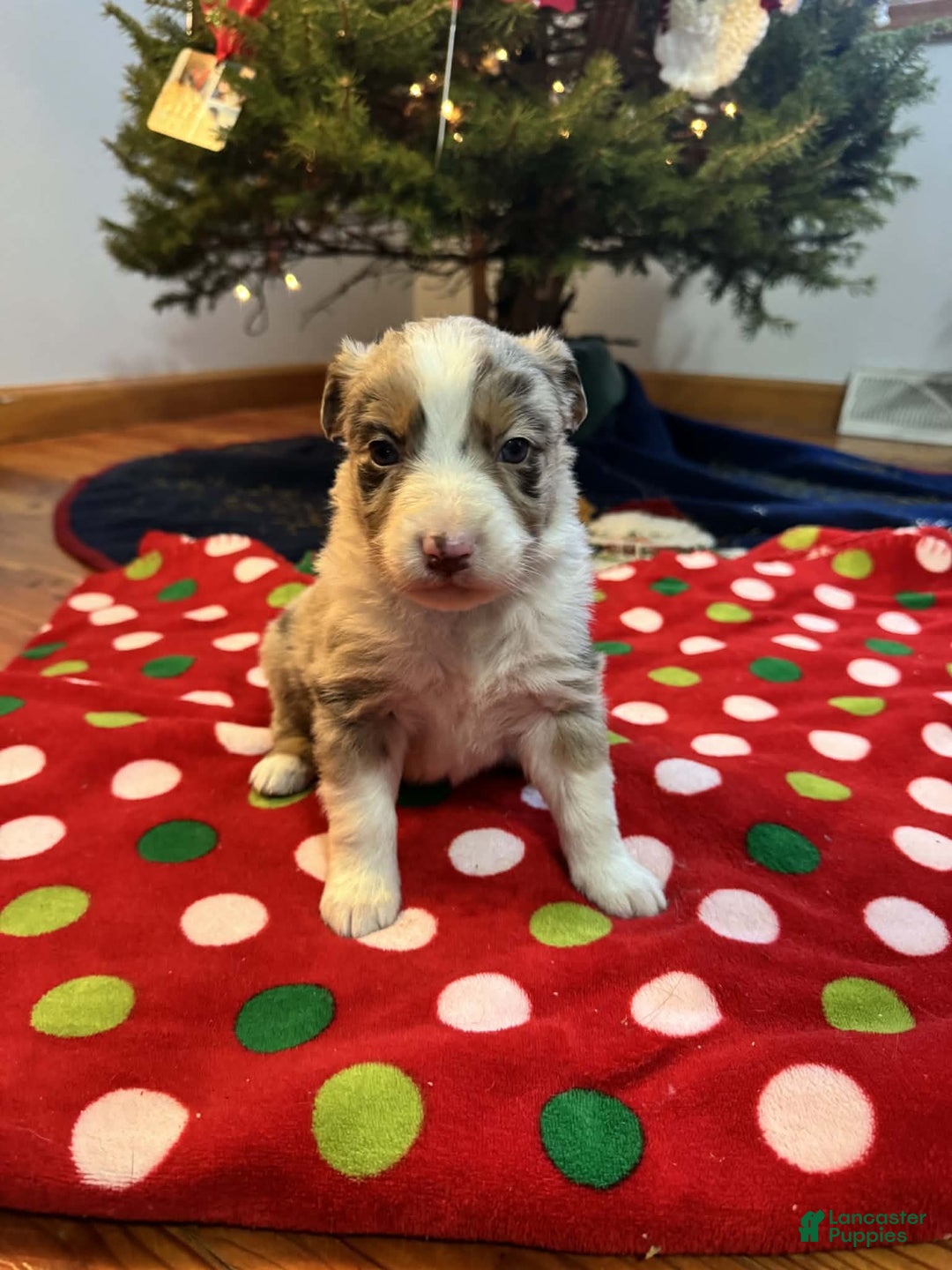 Australian Shepherd dogs for sale: Yukon - Ad 4