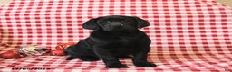 Labrador Retriever dogs for sale: Mandy - Ad 2