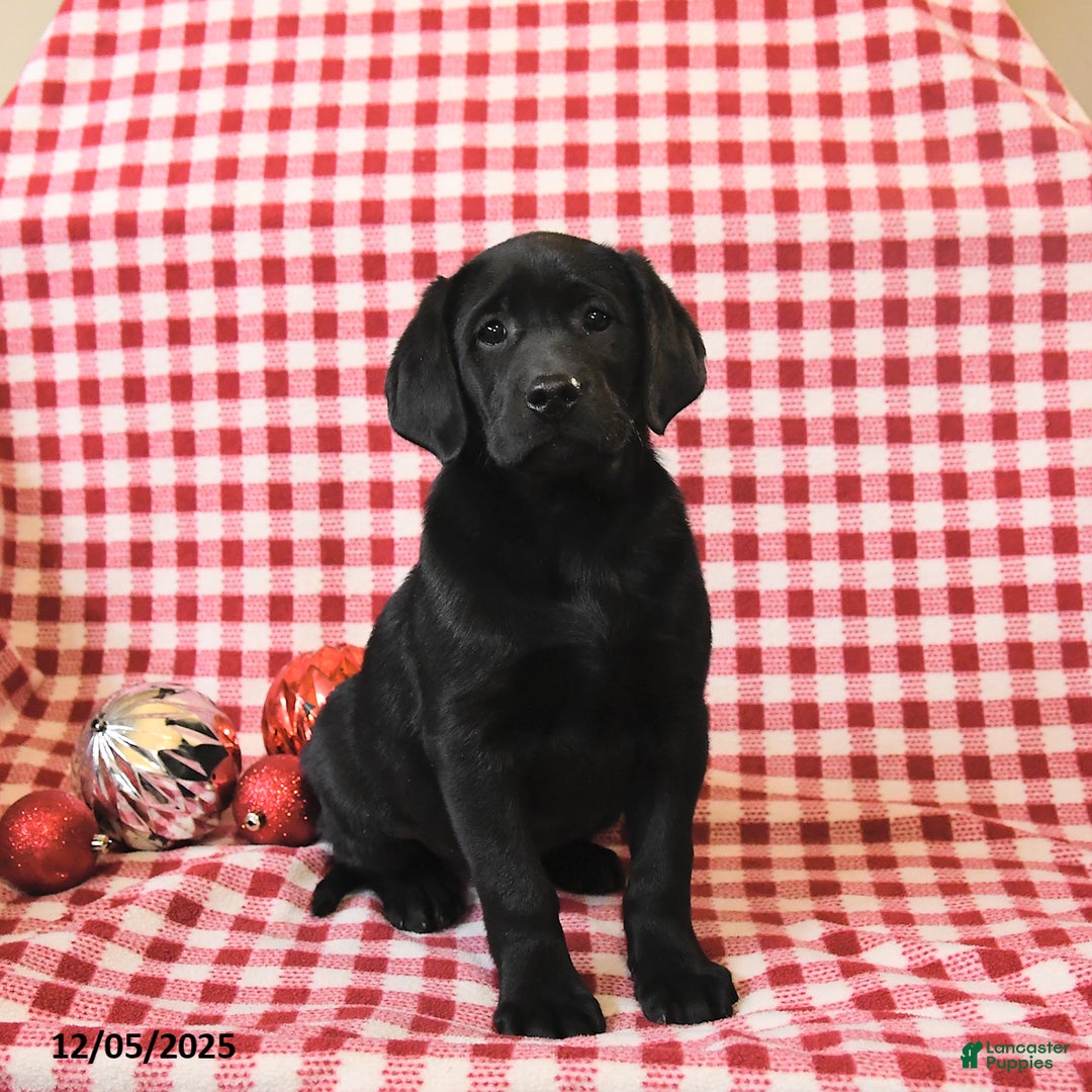 Labrador Retriever dogs for sale: Mandy - Ad 2