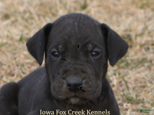 Great Dane dogs Shadow - Ad 17