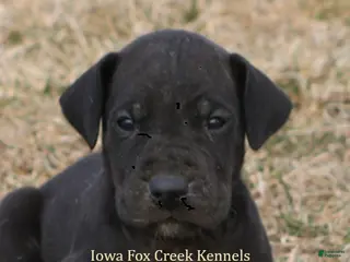 Great Dane dogs Shadow - Ad 17