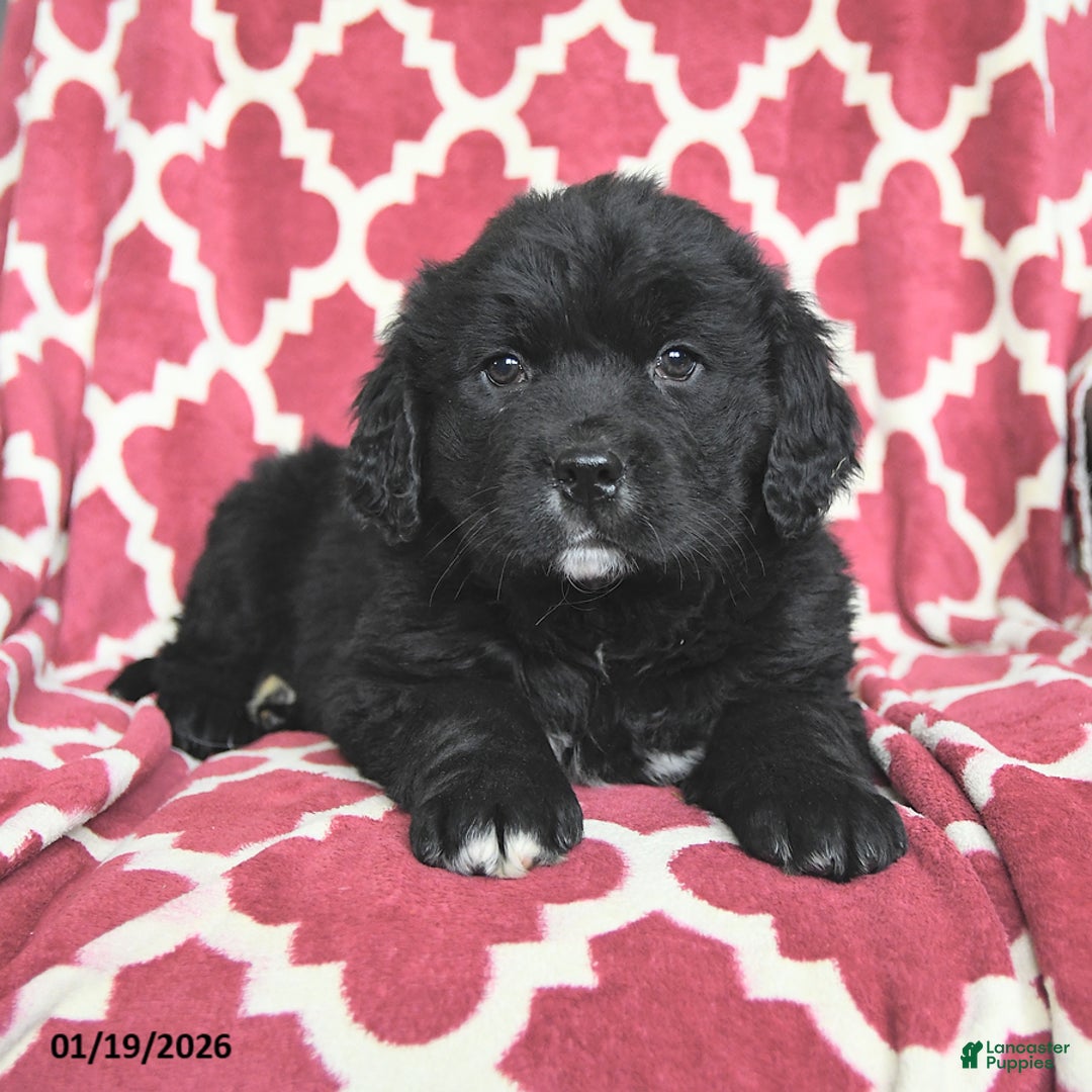 Mixed Breed dogs for sale: Suds - Ad 3